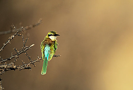 食蜂鸟,萨布鲁国家公园,肯尼亚,非洲