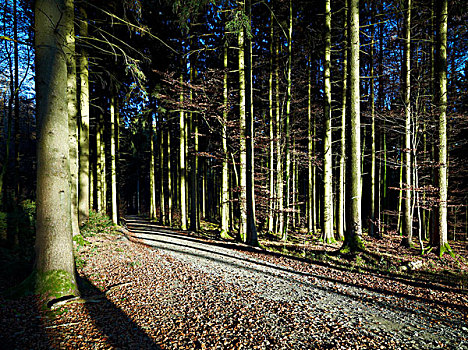 小路,树林,自然公园,斯瓦比亚,巴伐利亚,德国,欧洲