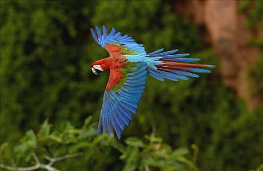 红绿金刚鹦鹉,绿翅金刚鹦鹉,飞,栖息地,南马托格罗索州,巴西