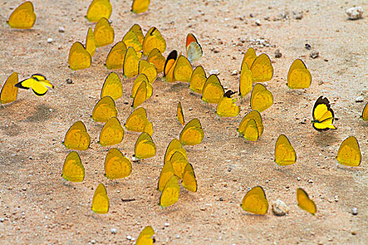 黄色,蝴蝶,土路,博茨瓦纳,非洲