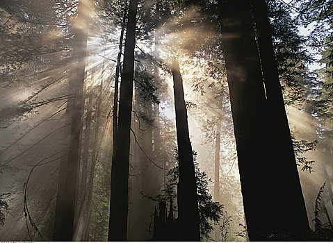 树,黄昏,草原小溪红杉州立公园,加利福尼亚,美国