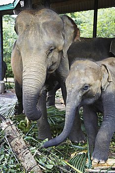 大象,品纳维拉,动物收容院,斯里兰卡