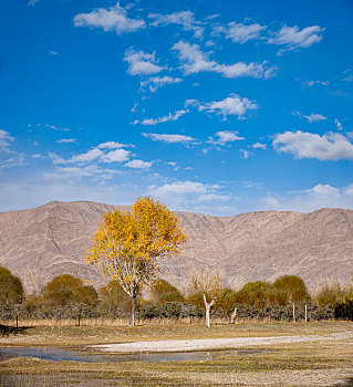 塔什库尔干塔吉克自治县阿克塔木村庄边叶子黄了的杂树林
