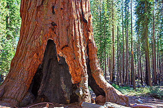 美洲杉,小树林,优胜美地国家公园,加利福尼亚