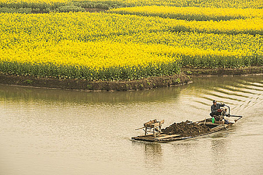 兴化油菜花