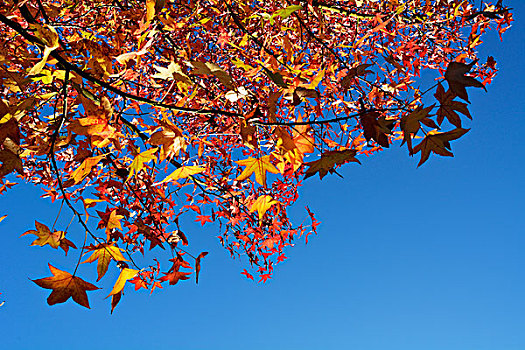 琥珀色,树,叶子,秋天,莱茵兰普法尔茨州,德国