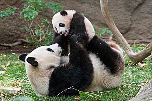 大熊猫,玩,中国