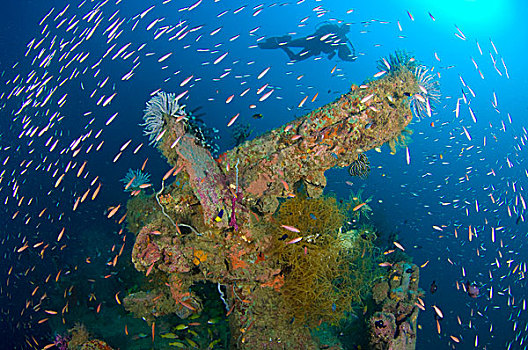 潜水,残骸,日本,军舰,所罗门群岛