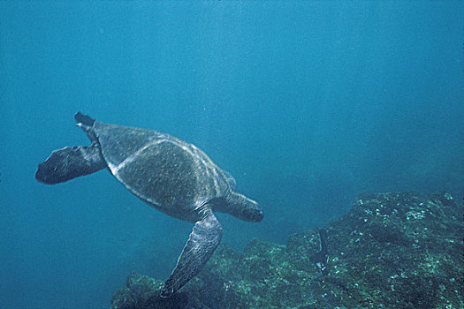 厄瓜多尔,加拉帕戈斯群岛,太平洋,海龟,龟类,靠近,费尔南迪纳岛