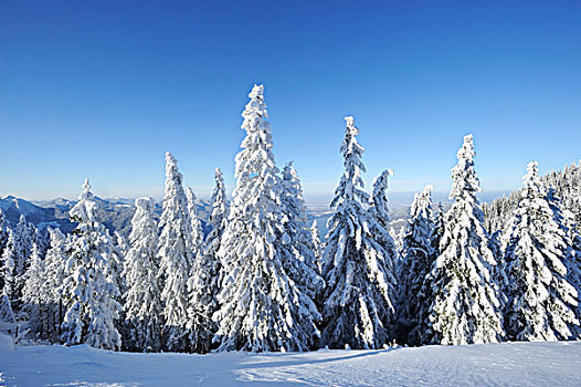 积雪,松树,山,上巴伐利亚,巴伐利亚,德国,欧洲