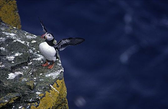 大西洋角嘴海雀,北极,靠近,苏格兰,英国