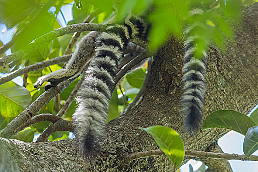 madagascar马达加斯加环尾狐猴尾巴特写