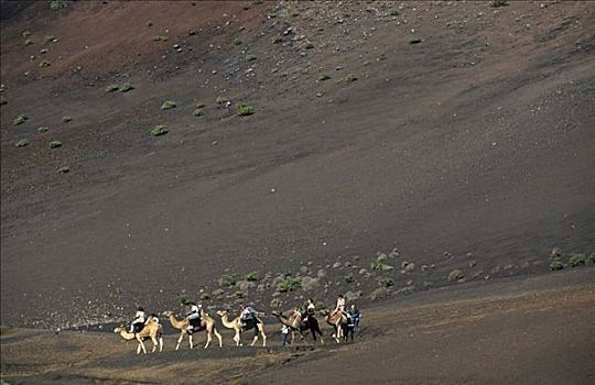 游客,单峰骆驼,脚,火山,兰扎罗特岛,加纳利群岛,西班牙,欧洲