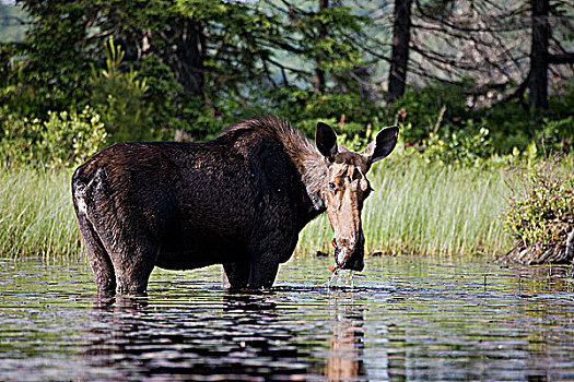 母牛,驼鹿,溪流,阿尔冈金省立公园,安大略省,加拿大