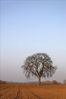 老,胡桃树,冬天,莱茵兰普法尔茨州,德国,欧洲
