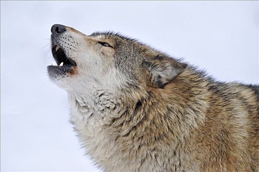 狼的声音图片