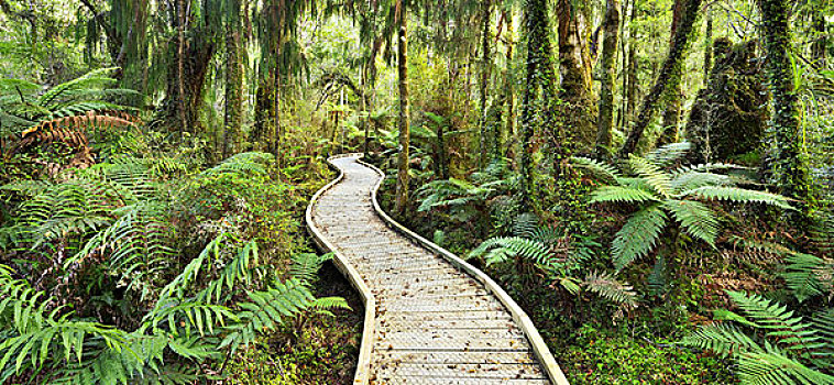 雨林,道路,步行桥,船,溪流,西海岸,南岛,新西兰
