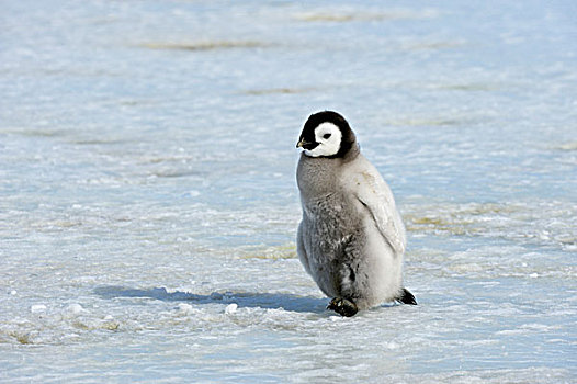 南极,威德尔海,雪丘岛,帝企鹅,一个,幼禽,走