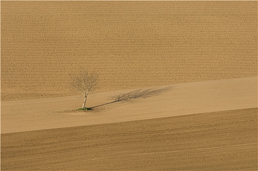孤树