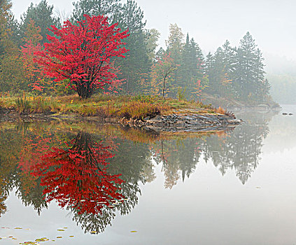 秋天,反射,湖,亮光,雾,萨德伯里,安大略省,加拿大