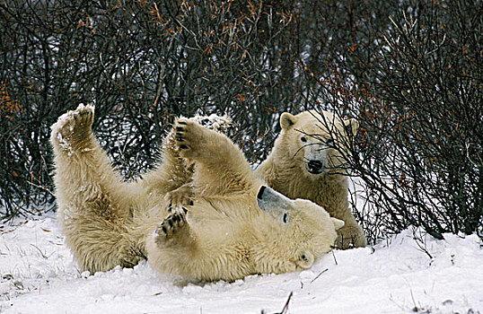 北极熊,成年,雪,丘吉尔市,曼尼托巴,加拿大