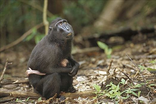 黑色,短尾猿,弥猴属,母兽,苏拉威西岛,印度尼西亚