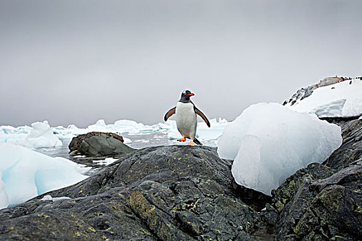 南极,岛屿,巴布亚企鹅,走,岩石,海岸线,排列,冰山