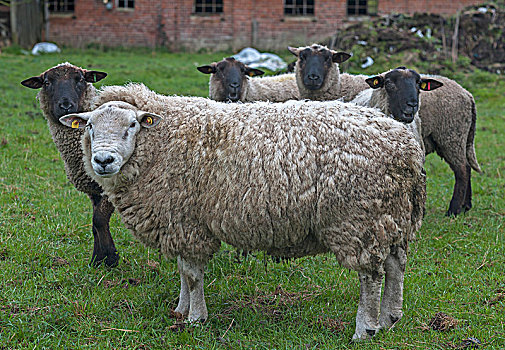 特塞尔,绵羊,黑色,头部,梅克伦堡,西部,波美拉尼亚,德国,欧洲