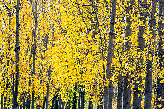 秋末冬初金黄色的白杨树树林