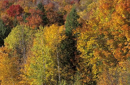 秋天,色彩,树林,佛蒙特州,新英格兰,美国