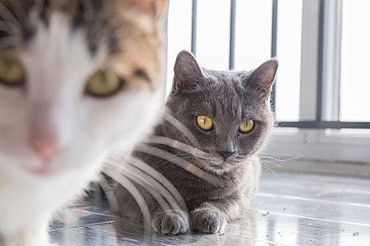 两只猫咪在阳台上