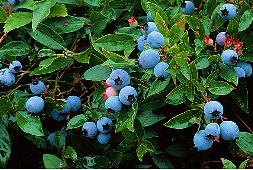 特写,蓝莓,灌木