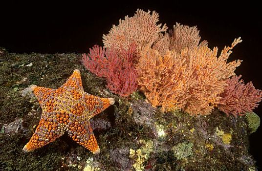 海星,爬行,过去,柳珊瑚,新南威尔士,澳大利亚