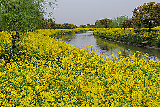 乡村花海,菜花节,旅游,赏花