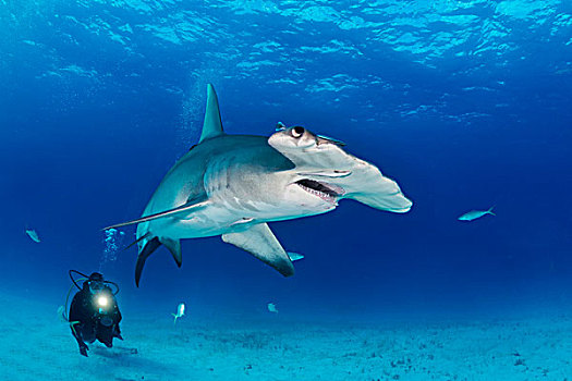 槌头双髻鲨,潜水,巴哈马,北美