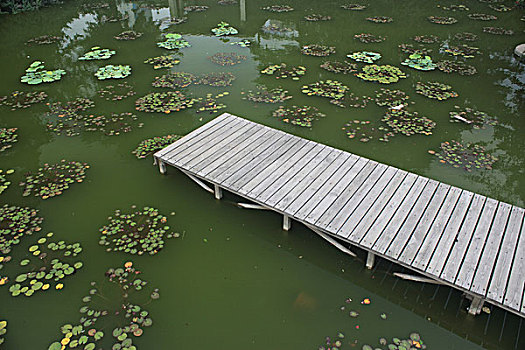 池塘,木板桥