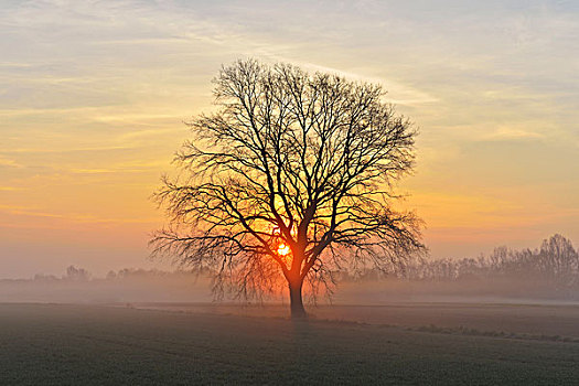 孤木,日出,晨雾,黑森州,德国