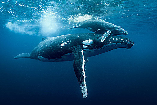 驼背鲸,大翅鲸属,鲸鱼,水下视角,汤加,西部,斐济