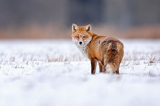 红狐,狐属,冬天,冬季外套,雪,中间,生物保护区,萨克森安哈尔特,德国,欧洲