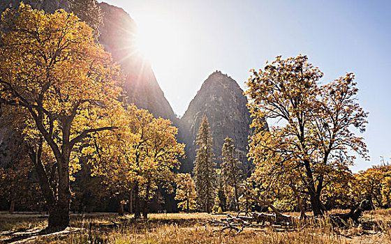 风景,秋日树林,优胜美地国家公园,加利福尼亚,美国