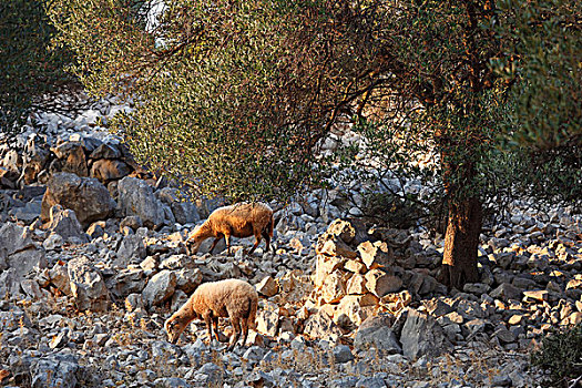 绵羊,橄榄林,达尔马提亚,亚德里亚海,克罗地亚,欧洲