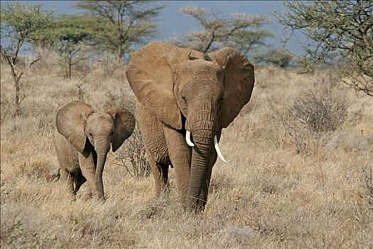非洲象,女性,走,肯尼亚
