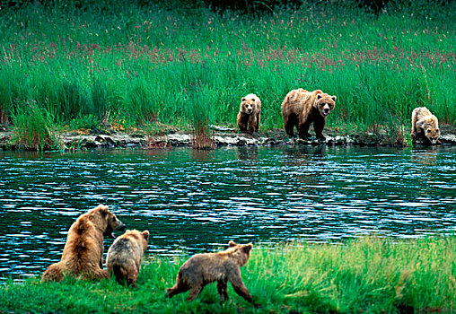 美国,阿拉斯加,卡特麦国家公园,大灰熊,母熊,幼兽,棕熊,靠近,布鲁克斯河