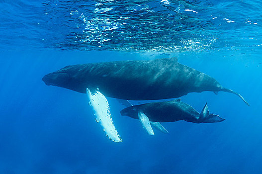 驼背鲸,大翅鲸属,鲸鱼,动物,幼兽,多米尼加共和国,中美洲