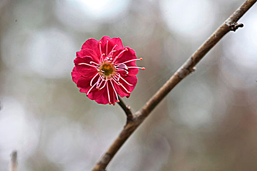 梅花,花朵,梅园,春天,报春