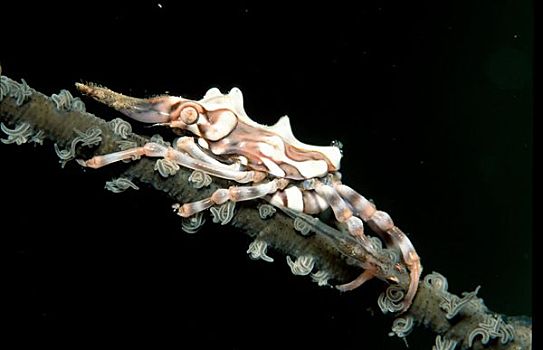 柳珊瑚目,螃蟹,珊瑚,巴布亚新几内亚,太平洋