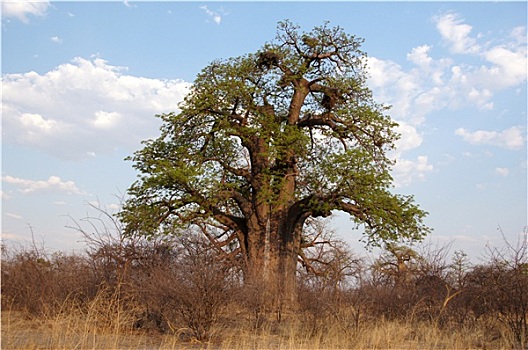 猴面包树,非洲