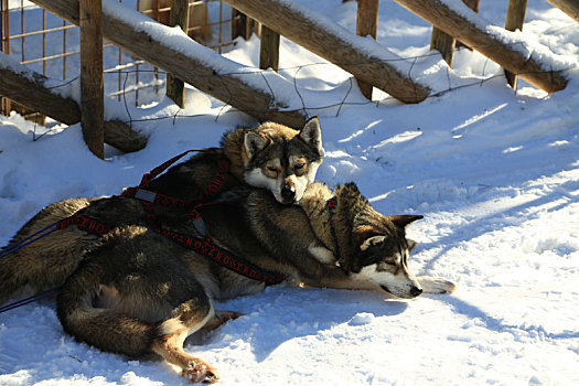 雪橇犬