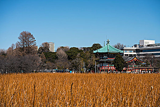 日本风光