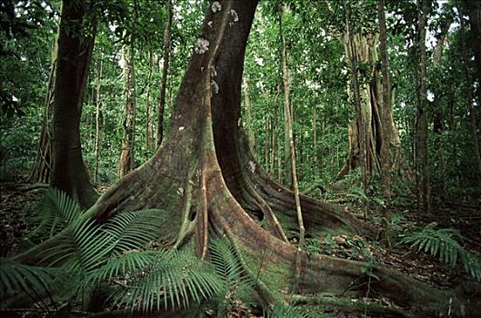 热带雨林,国家公园,昆士兰,澳大利亚